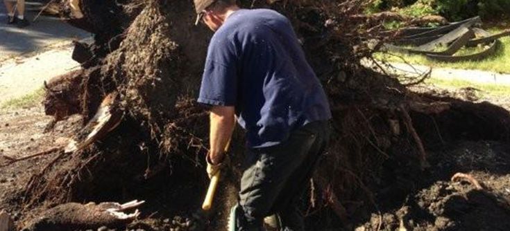 tree care in Saskatoon