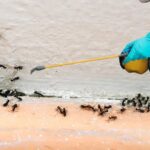 ant control service edmonton