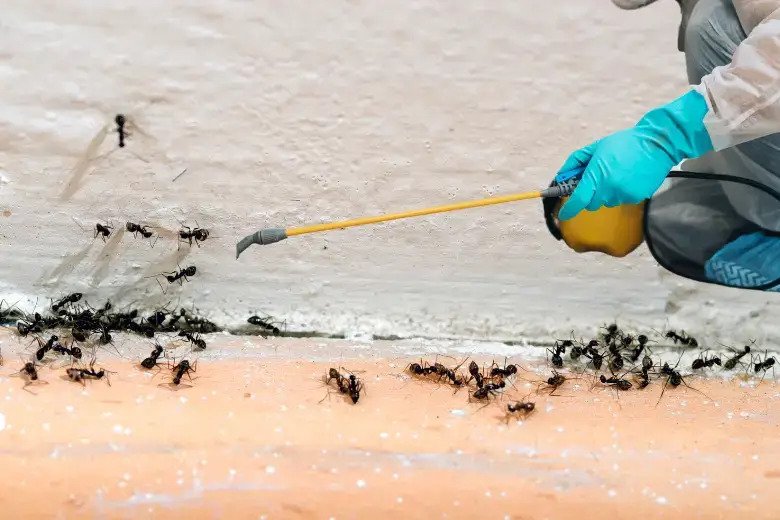 Ant Control Service Edmonton: Keep Your House Pest-Free