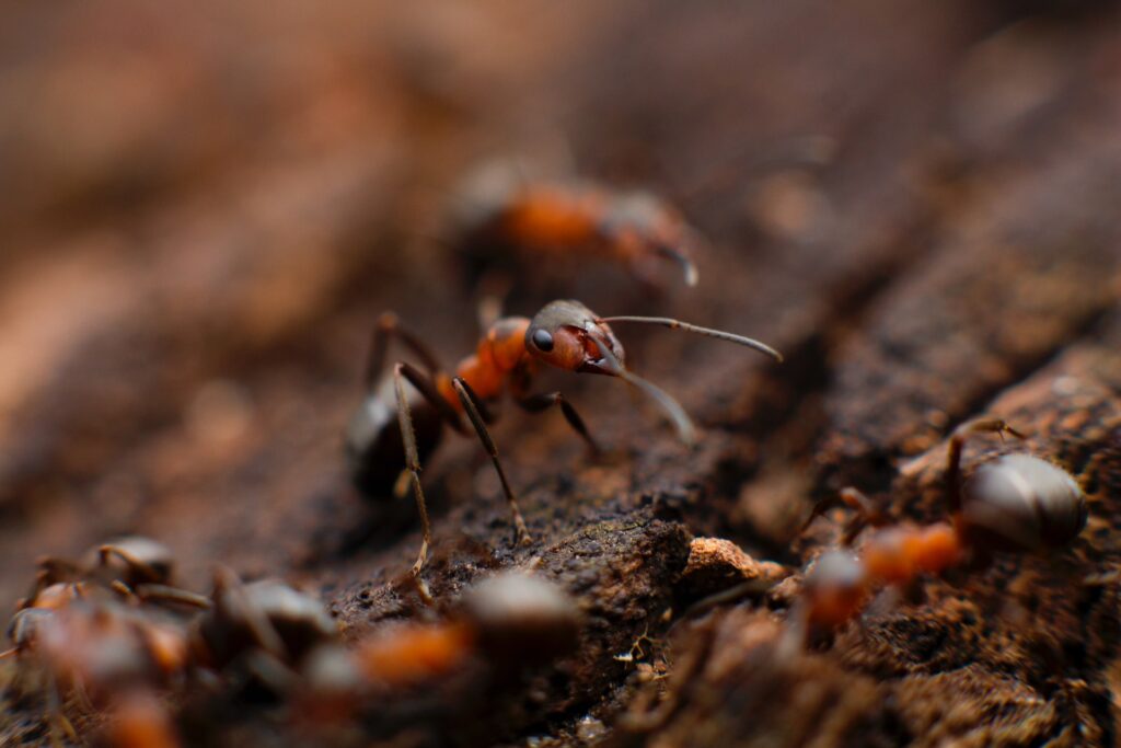 ant bait