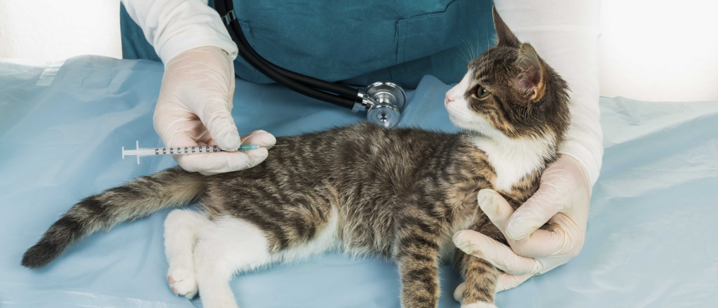 cat vaccinations in Encino