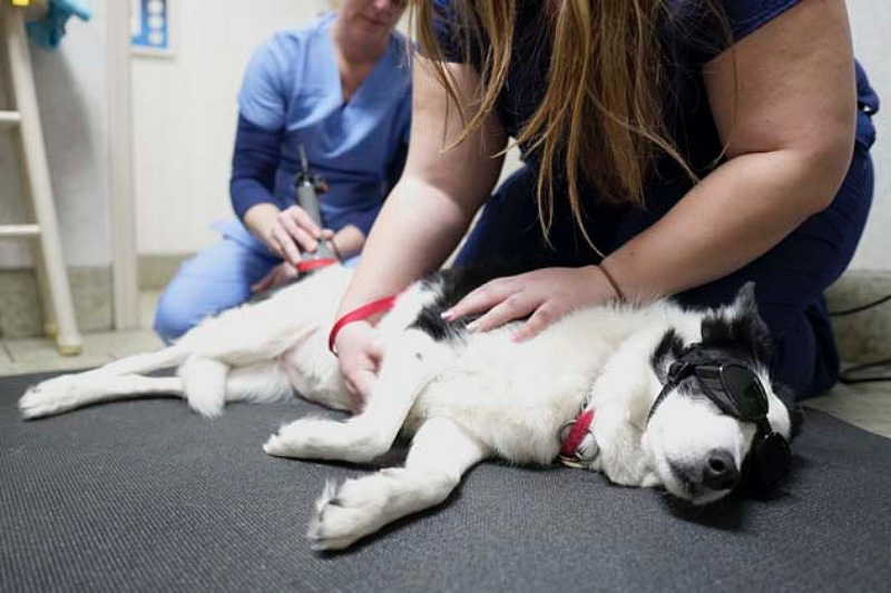 dog vaccinations near me