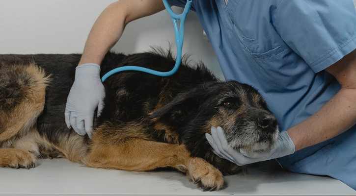 When to Visit an Emergency Dog Hospital: A Pet Owner’s Guide
