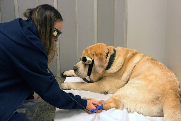 Dog checkup