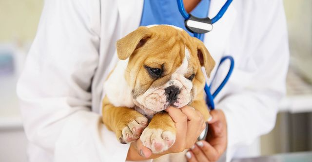 dog hospital in Encino