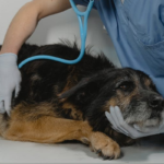 Dog-Checkup